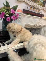 Mixed Breed dogs - Advert 14