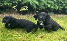 Cocker Spaniel dogs for sale: Cocker Spaniel Puppies - Image 6