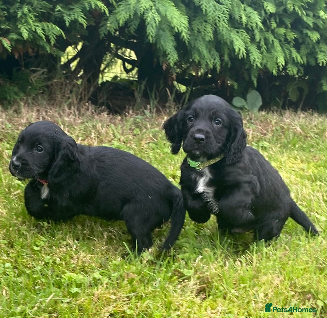 Cocker Spaniel dogs for sale: Cocker Spaniel Puppies - Image 6