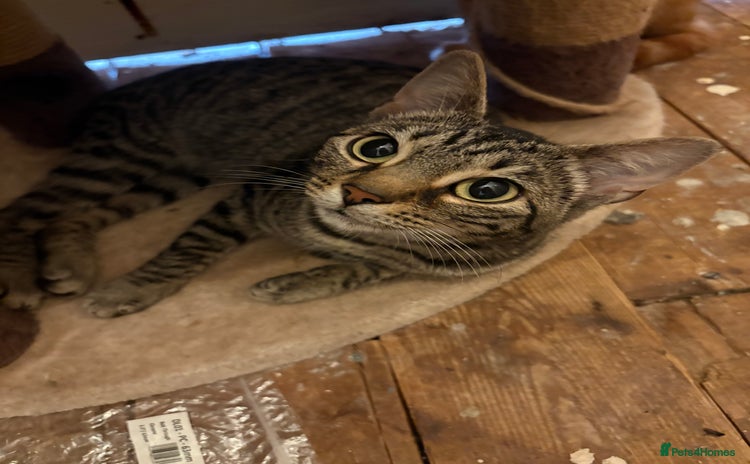 Bengal cats - Advert 15