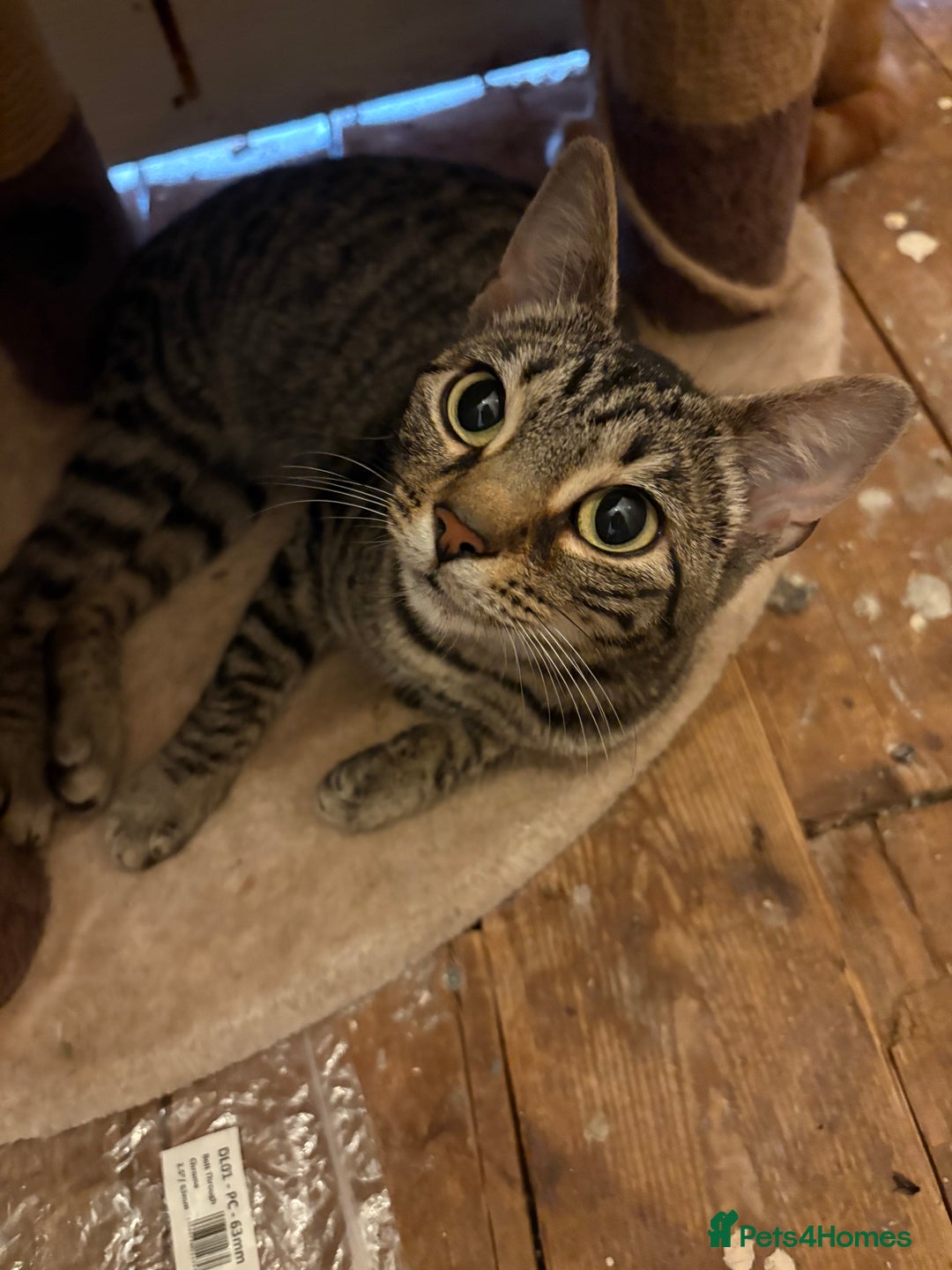 Bengal cats for sale: Half Bengal Female - Image 1