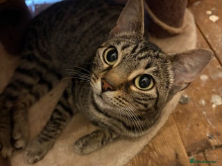 Bengal cats Half Bengal Female - Advert 1