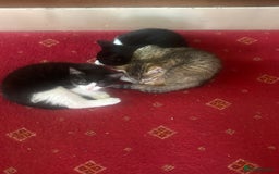 British Shorthair cats for sale: Kittens British Short hair - Image 6