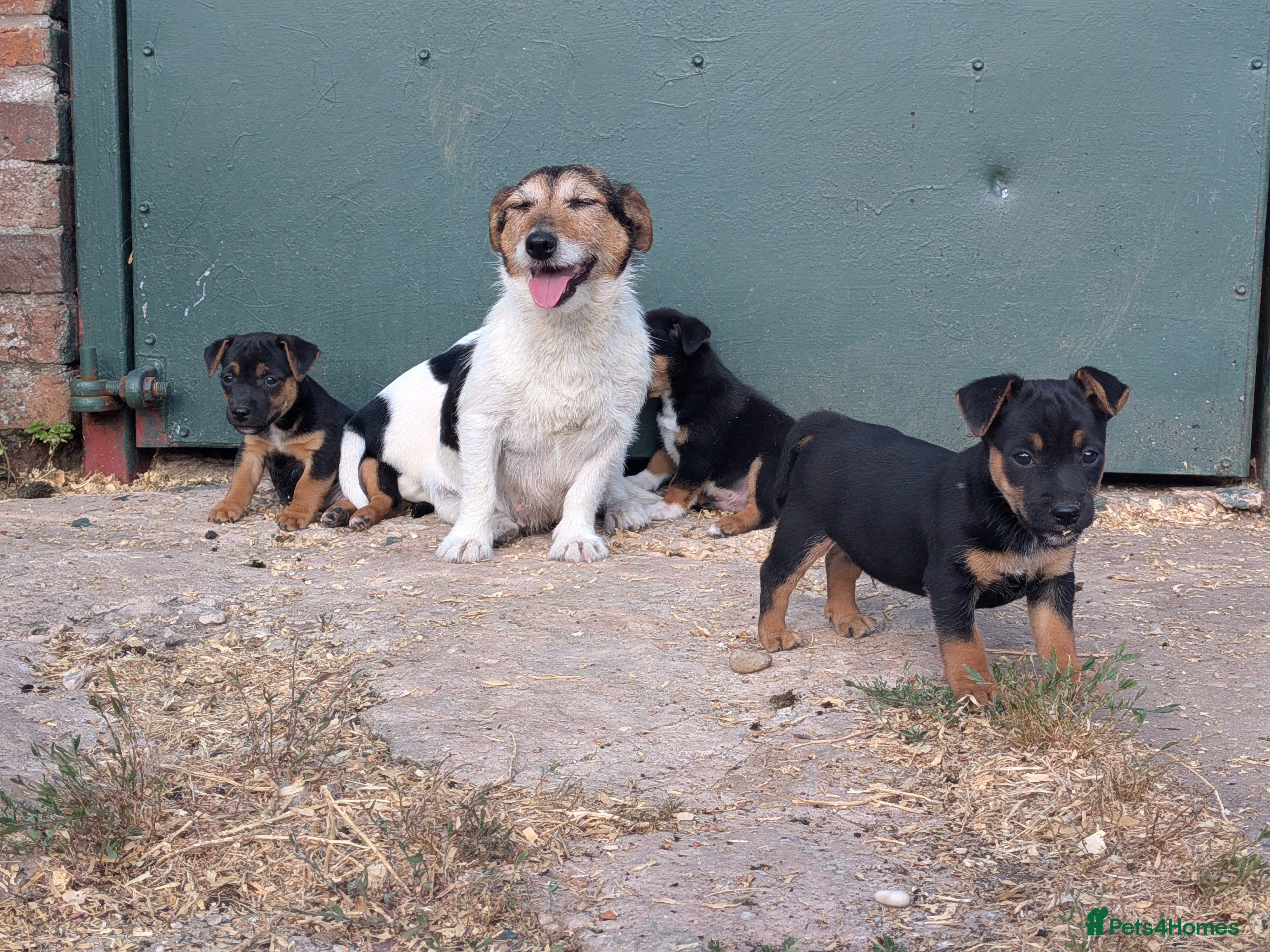 Jack Russell dogs Jack Russell Puppies for sale - Advert 2