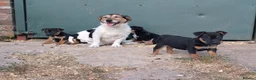 Jack Russell dogs for sale: Jack Russell Puppies for sale - Advert 2