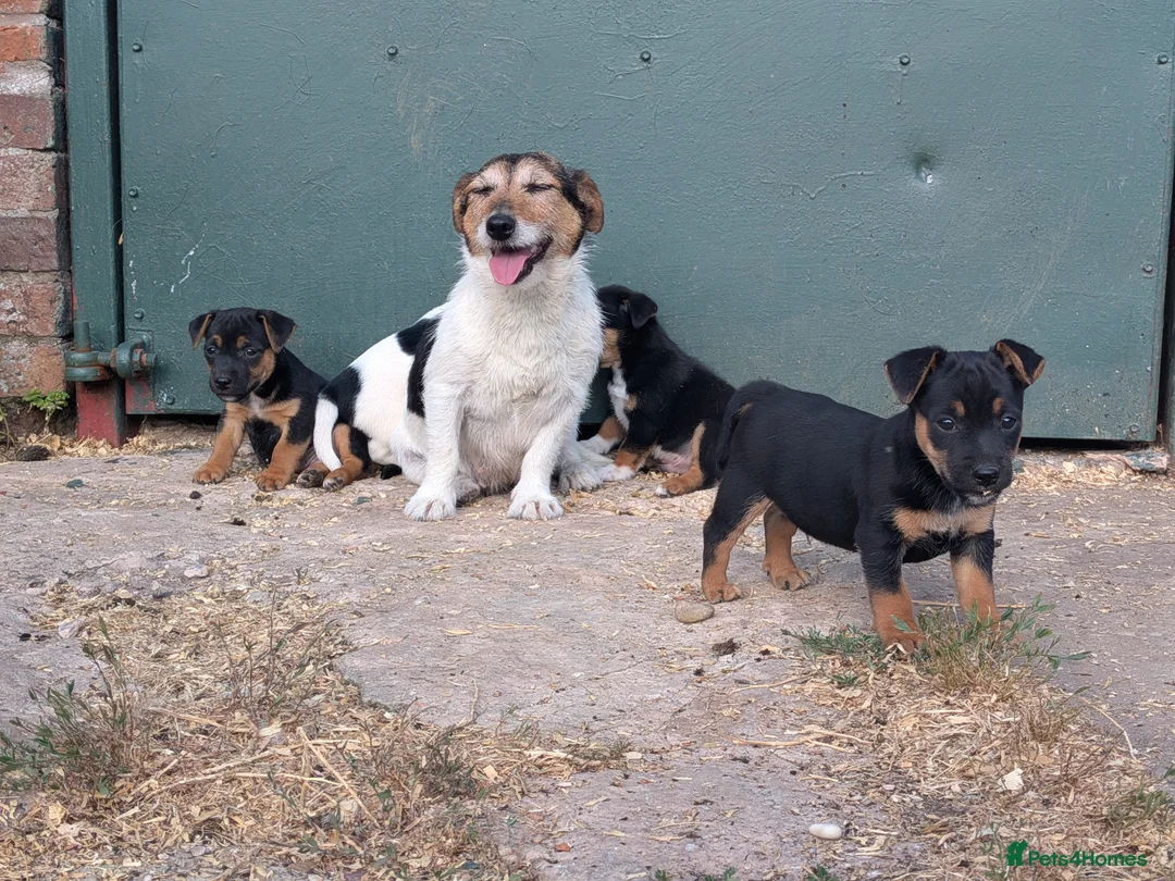 Jack Russell dogs for sale: Jack Russell Puppies for sale - Advert 2