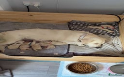 Golden Retriever dogs for sale: Gorgeous Golden Retriever puppies  - Image 1