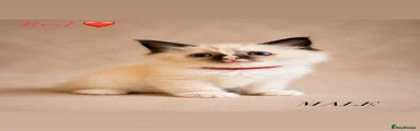 Ragdoll Kitten 3