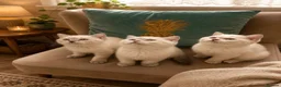 British Shorthair cats for sale: Gorgeous white British shorthair kittens 🐾 - Advert 5