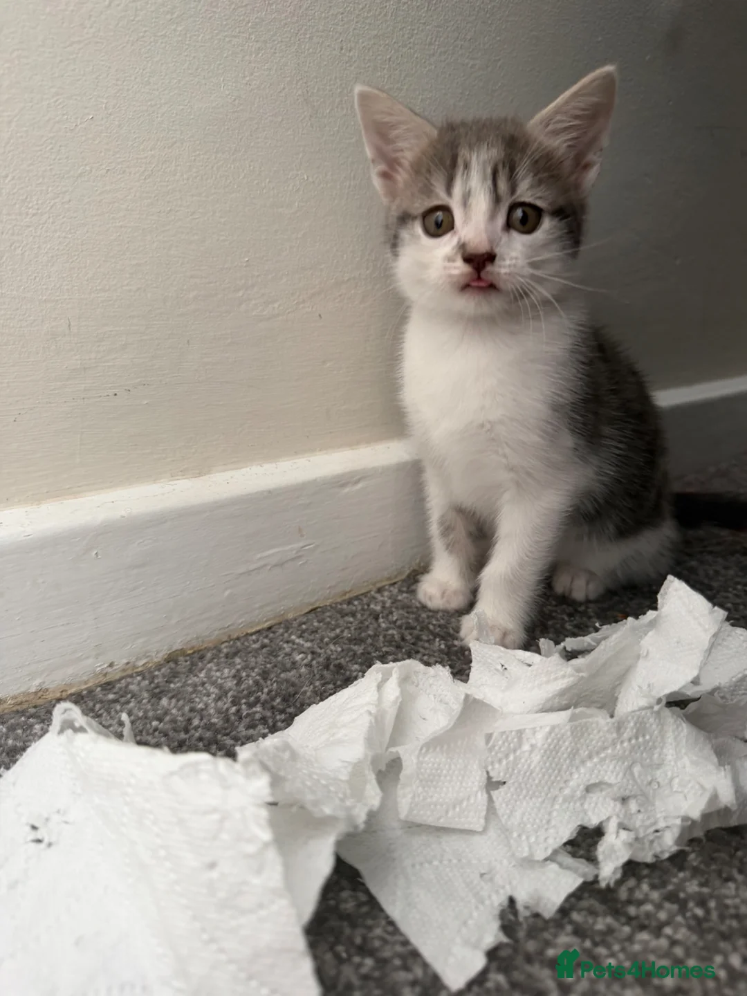 Mixed Breed cats for sale: Female silver and white tabby kitten  - Advert 2