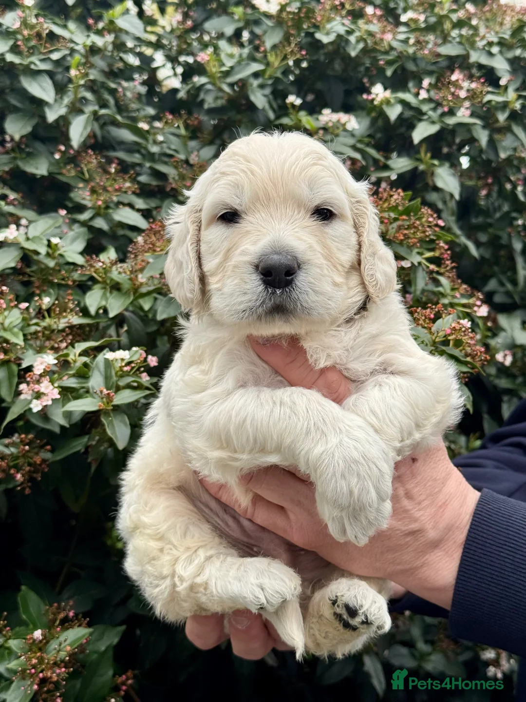 Mini Goldendoodle dogs for sale: 9 mini Goldendoodles dna clear puppies for sale - Advert 13