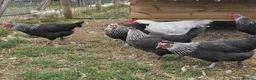 Chickens poultry for sale: POL Olive eggers, Lavender marans other large fowl - Advert 4