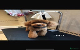 Cockapoo dogs for sale: 🐾Stunning F1b Toy Cockapoo Toy Poodle Puppies 🐾  - Image 10