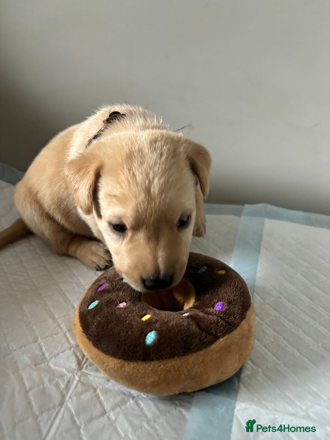 Labrador Retriever dogs for sale: 9 Beautiful Labrador Puppies For Sale  - Image 22