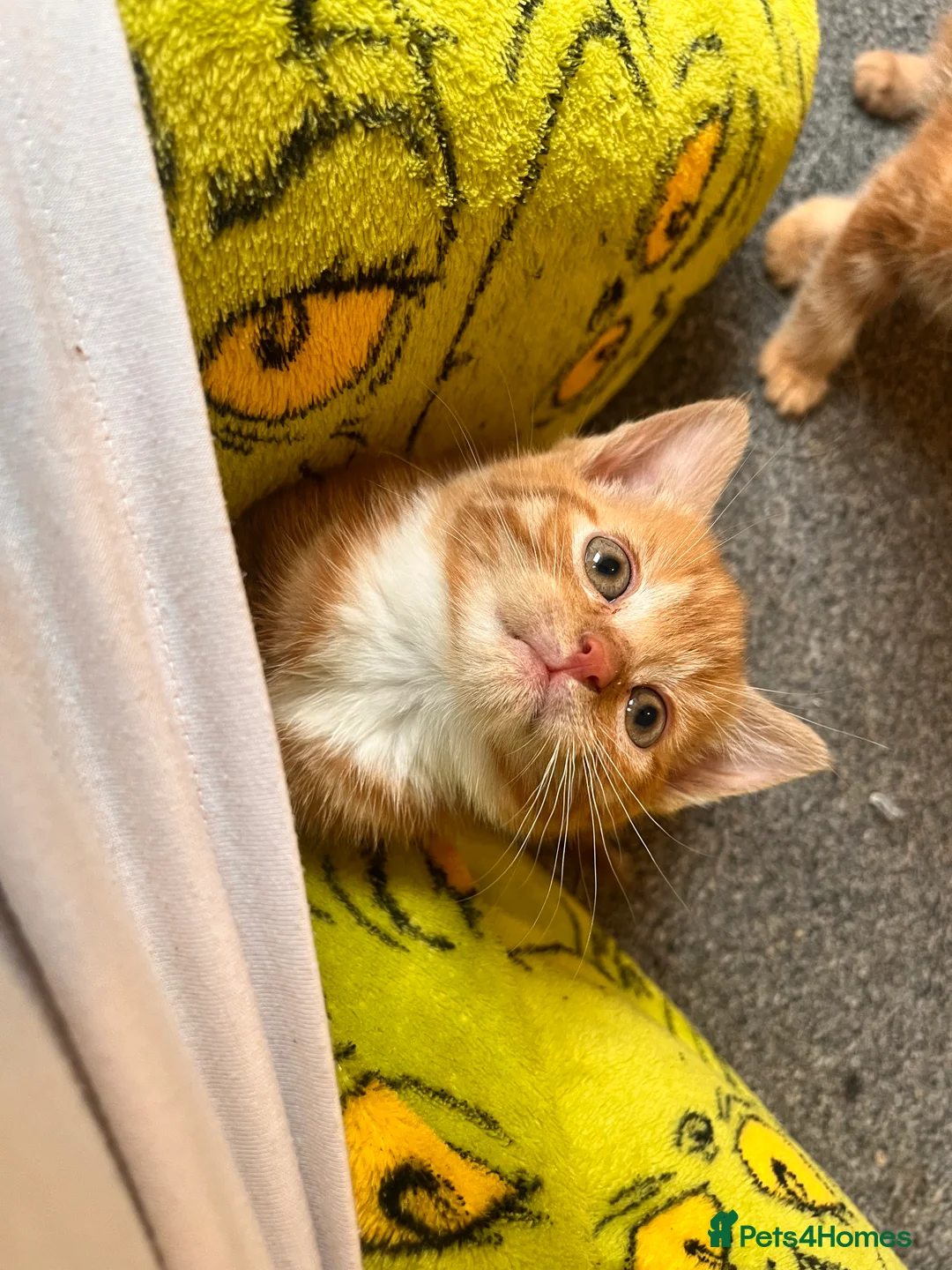 Mixed Breed cats for sale: Beautiful litter of Ginger Kittens  - Advert 2