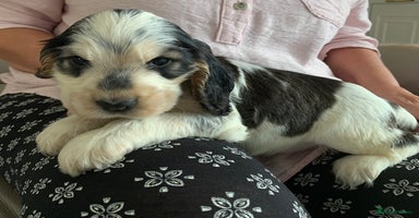 Cocker Spaniel dogs in Abergele - Advert 3