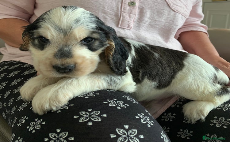 Cocker Spaniel dogs in Abergele - Advert 7