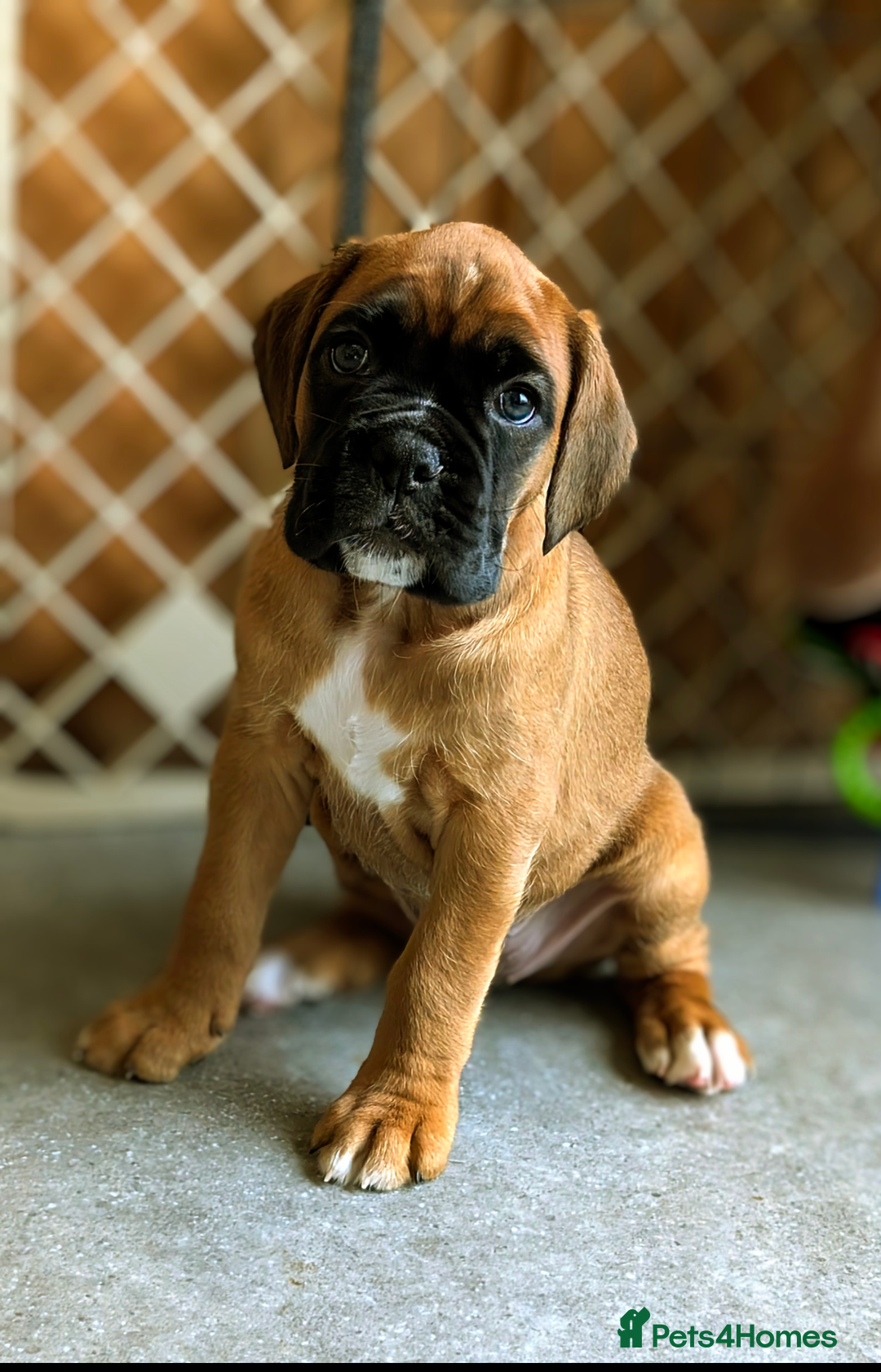 Black White Dog Breed Boxer Stock Photo 103111646 Store