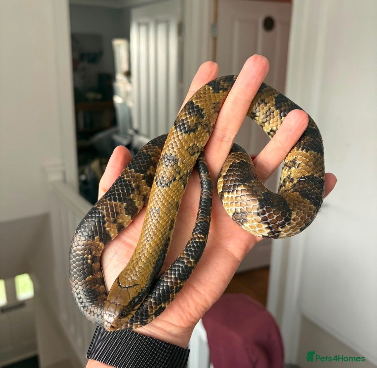 Snake reptiles CB25 False Water Cobra  - Advert 1