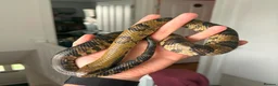 Snake reptiles for sale: CB25 False Water Cobra  in Rushden - Advert 1