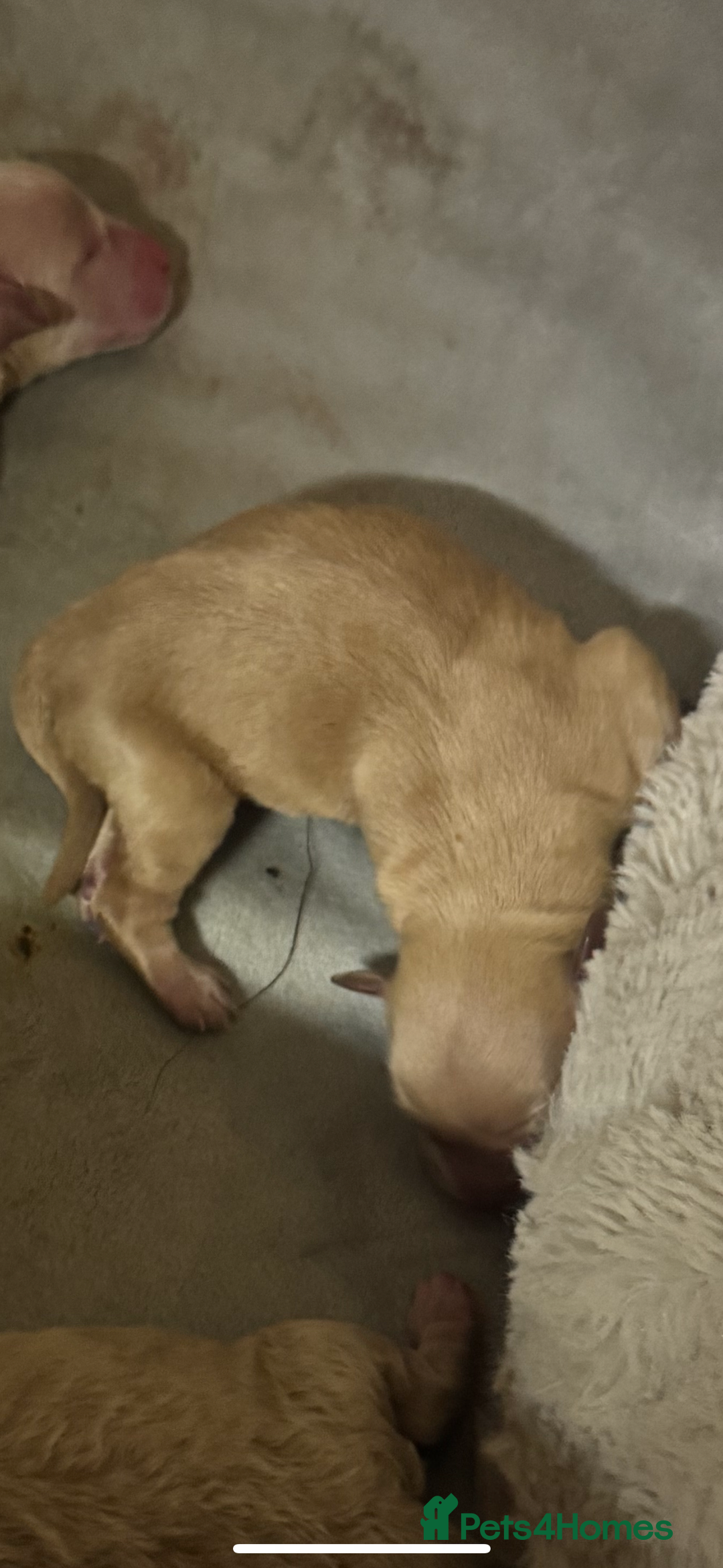 Maltipoo dogs for sale: Beautiful litter of maltipoos - Image 2