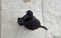 Mixed Breed dogs for sale: Beautiful black Belgain Malinois X Labrador  - Image 10