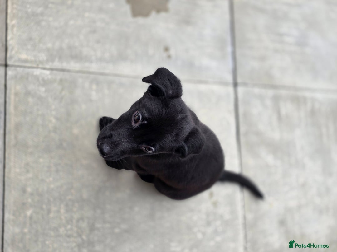 Mixed Breed dogs for sale: Beautiful black Belgain Malinois X Labrador  - Image 10