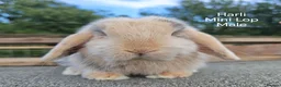 Mini Lop rabbits for sale: Various Mini Lop youngsters  - Advert 5
