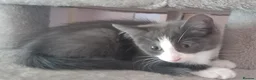Mixed Breed cats for sale: Maine Coon X kittens - Advert 3