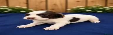 Cocker Spaniel 3