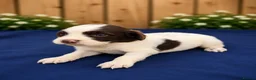 Cocker Spaniel dogs for sale: Chocolate spaniels  - Advert 6