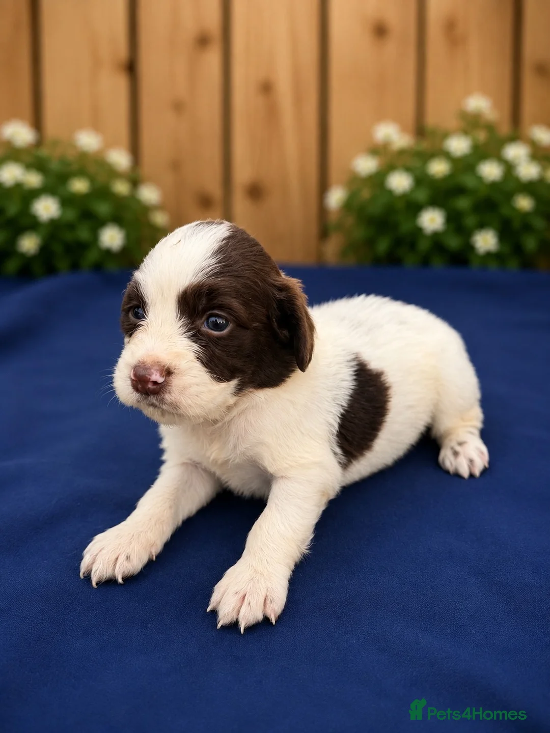 Cocker Spaniel dogs for sale: Chocolate spaniels  - Advert 6