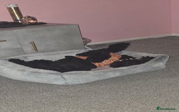 Cockapoo dogs for sale: Molly F1 cockapoo 💝 - Advert 13