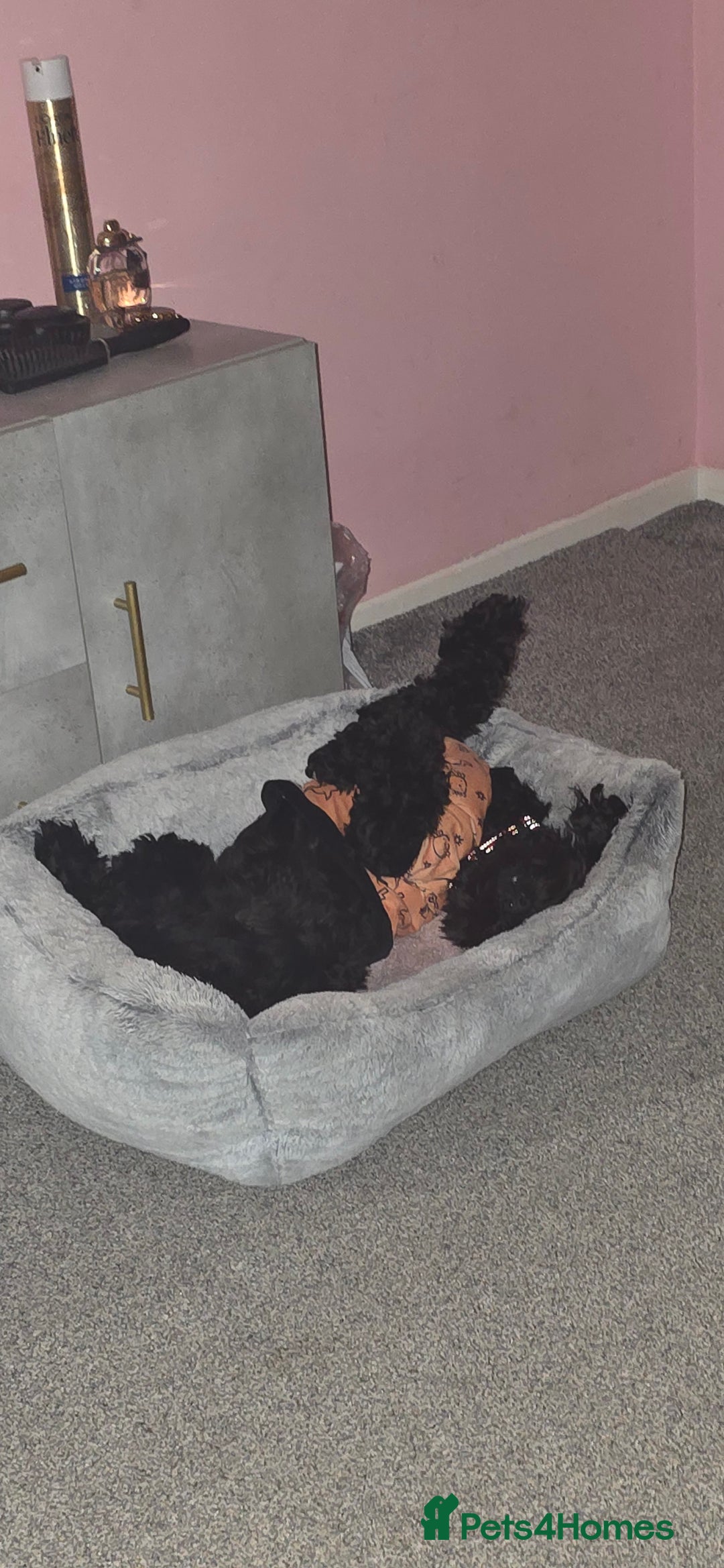 Cockapoo dogs for sale: Molly F1 cockapoo 💝 - Advert 13