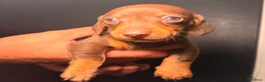 Miniature Dachshund 1