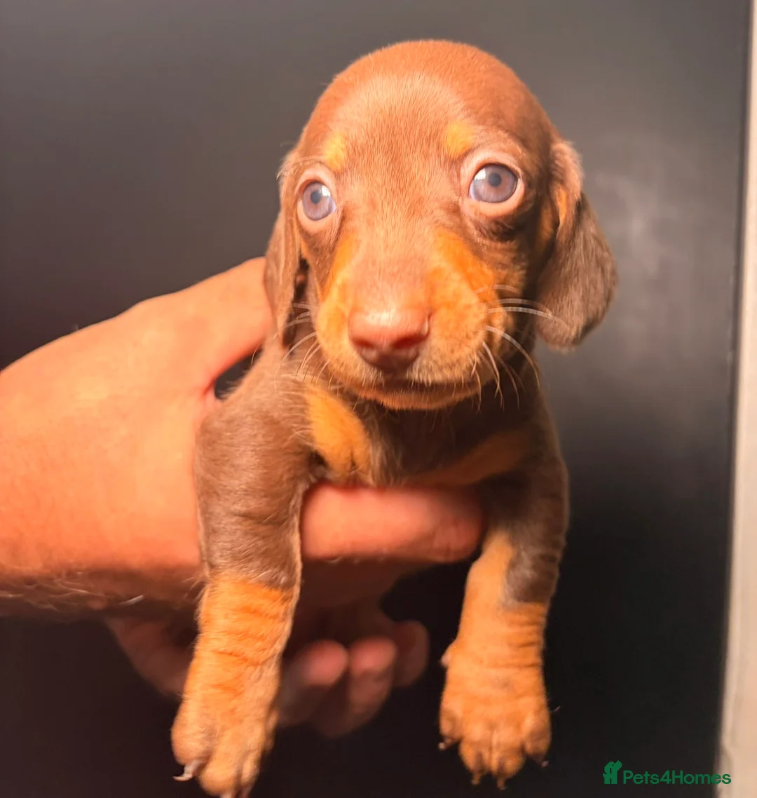 Miniature Dachshund dogs for sale: KC Registered Miniature Dachshund Puppies - Advert 7