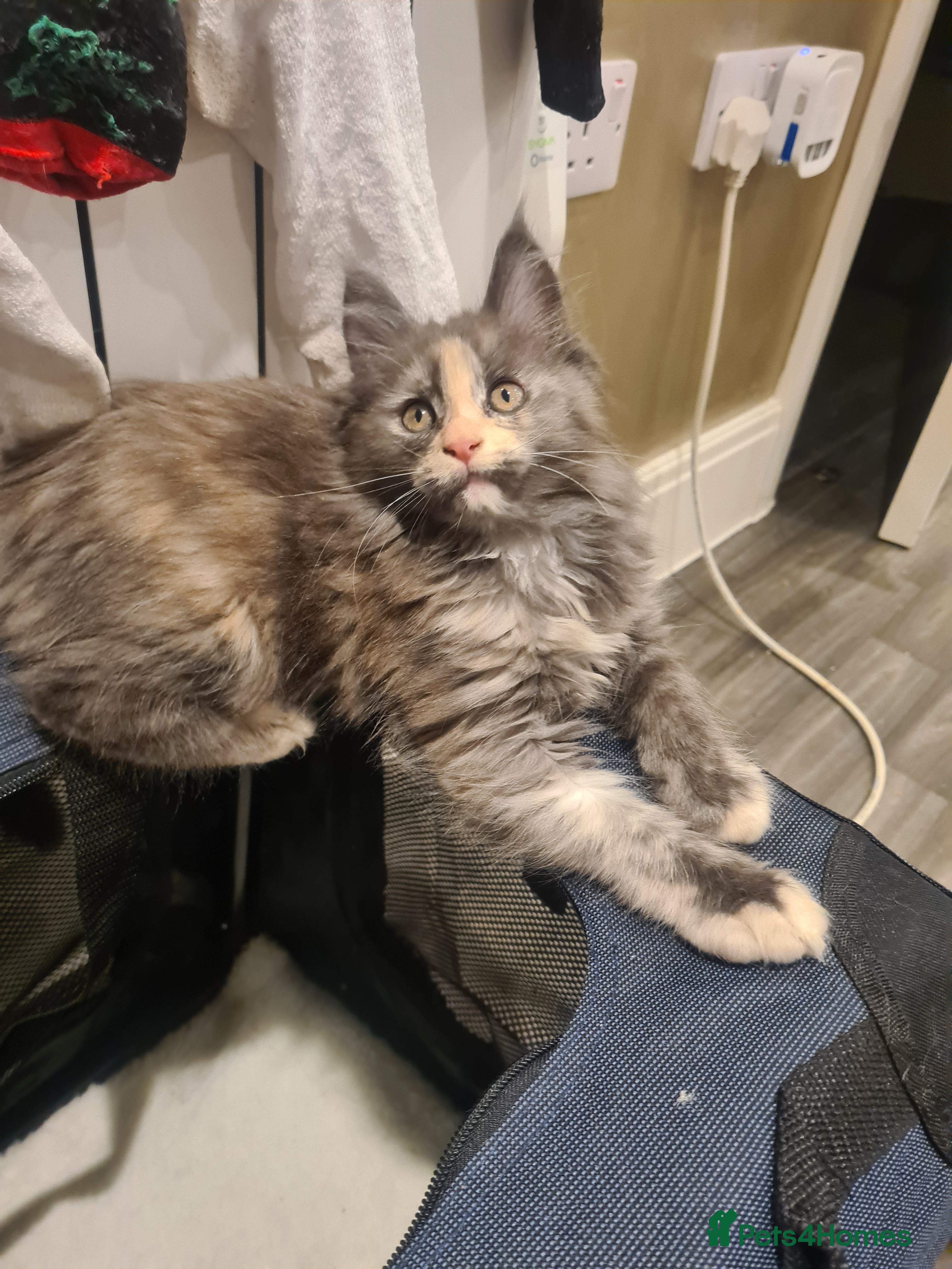 Maine Coon cats Rare stunning tri blue torti main coon kittens - Advert 11