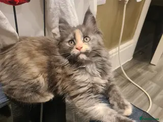 Maine Coon cats Rare stunning tri blue torti main coon kittens - Advert 11