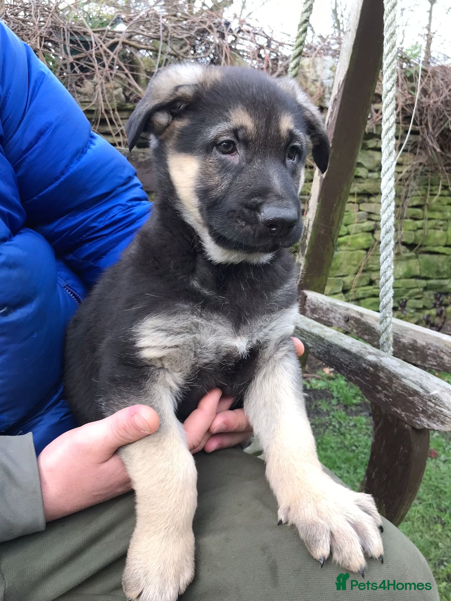 German Shepherd dogs German shepherd puppies  - Advert 19