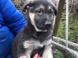 German Shepherd dogs German shepherd puppies - Advert 19