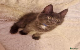 Maine Coon cats for sale: 🌟Ready to leave 4 XL Maine Coons active available - Image 17