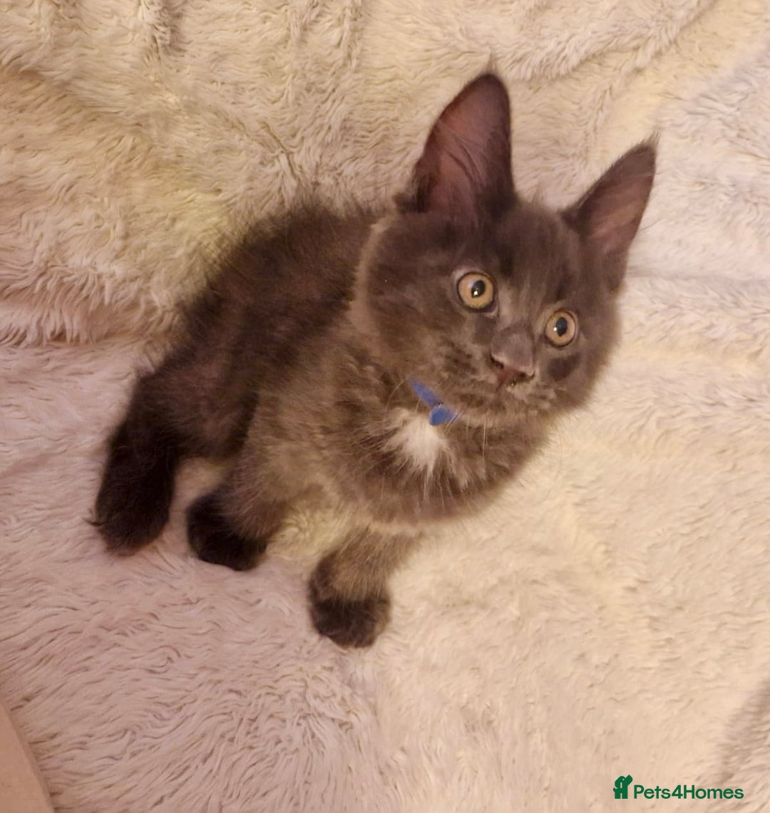 Maine Coon cats for sale: 🌟Ready to leave 4 XL Maine Coons active available - Image 17