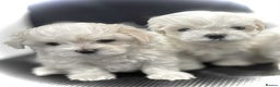 Maltese dogs for sale: KC Registered Maltese Puppies  - Advert 5