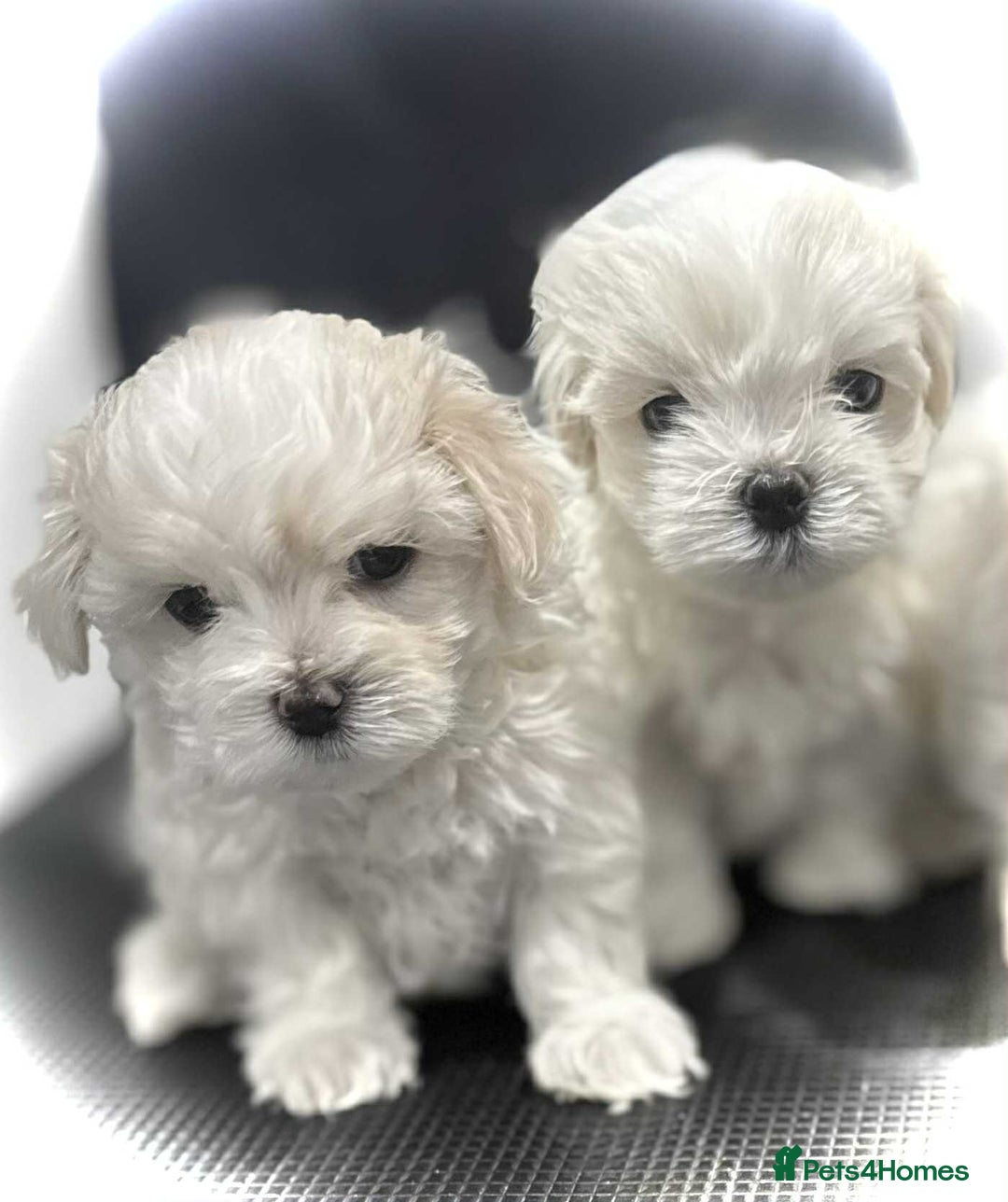 Maltese dogs for sale: KC Registered Maltese Puppies  - Advert 5