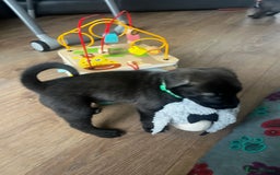 Mixed Breed dogs for sale: CaneCorso/Husky puppies  - Image 8