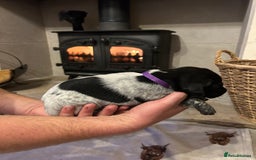 Mixed Breed dogs for sale: German wirehaired pointer x German wirehaired/Lab - Image 15