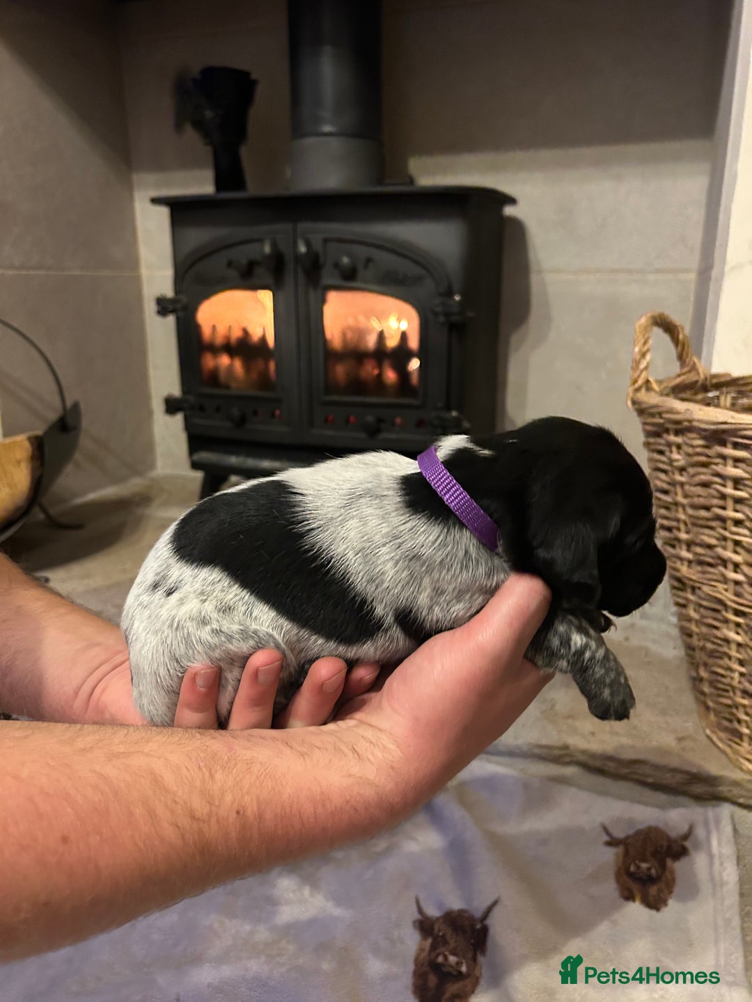 Mixed Breed dogs for sale: German wirehaired pointer x German wirehaired/Lab - Image 15
