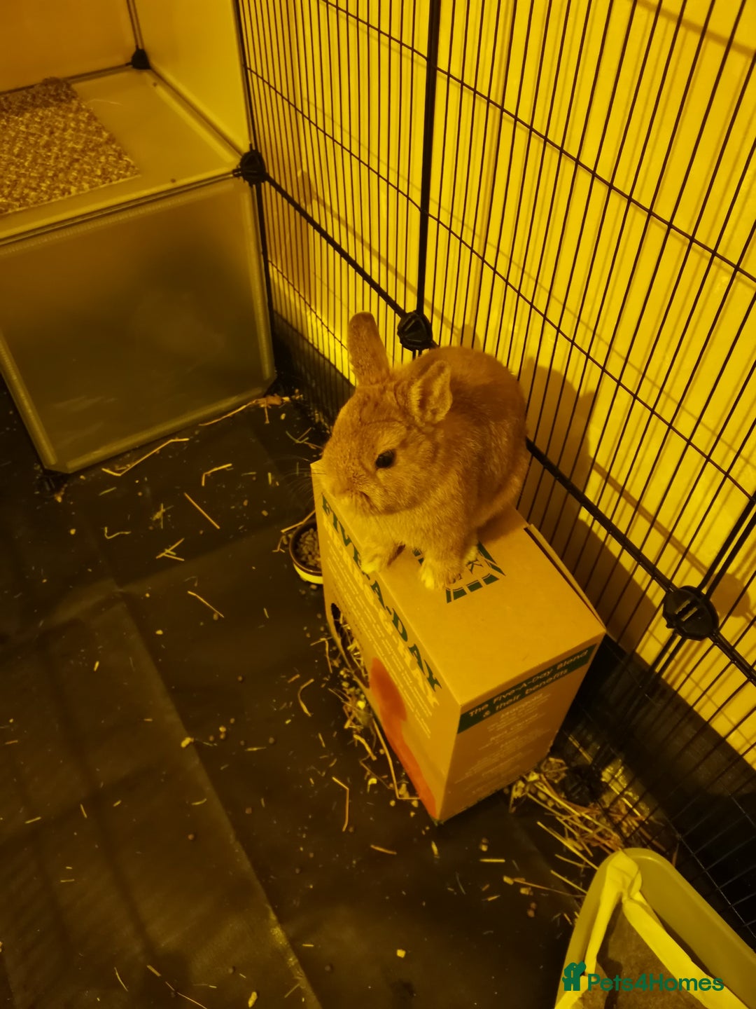 Netherland Dwarf rabbits for sale: Unique, Rare Red Fox Rabbit for sale - Advert 6