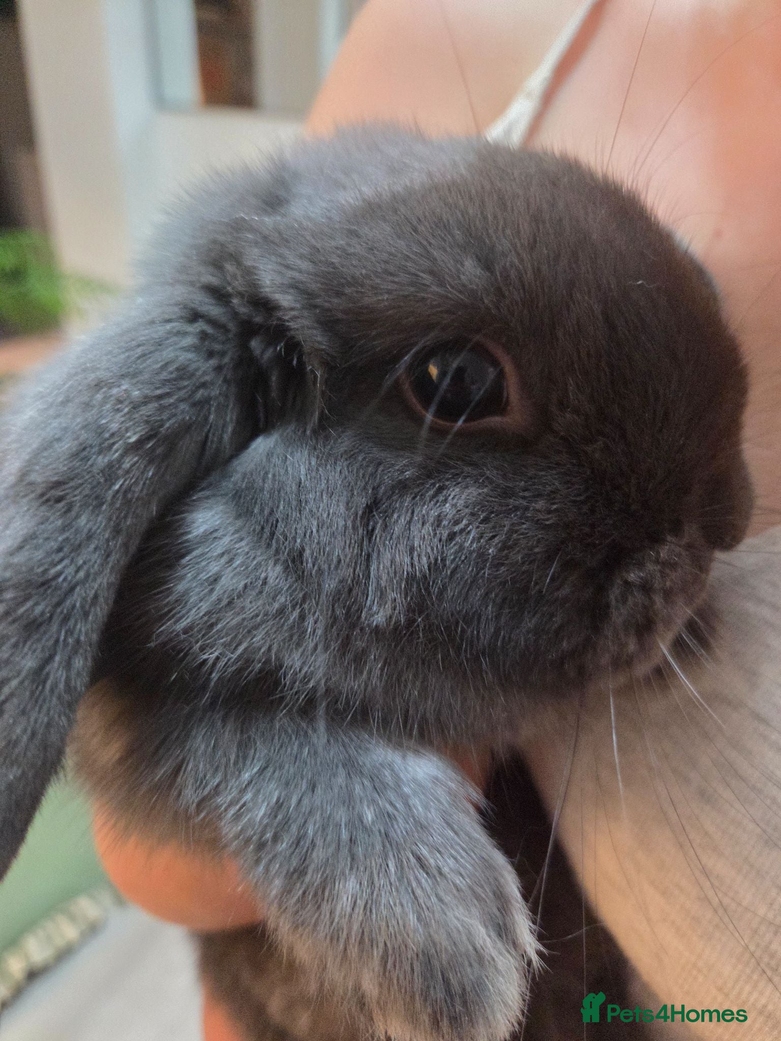 Mini Lop rabbits Two gorgeous mini lops looking for new homes - Advert 1