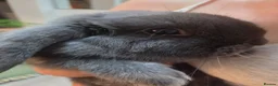 Mini Lop rabbits for sale: Two gorgeous mini lops looking for new homes - Advert 1